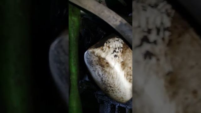 где находится датчик давления масла и как его менять. 1 часть. форд фьюжен смотреть онлайн