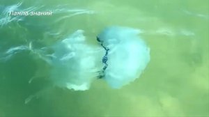 Нашествие жалящих медуз в Азовском море, люди напуганы