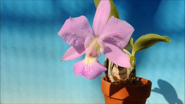Cattleya walkeriana f.concolor 'December Cherry' BM/JOGA (orchid) смотреть онлайн