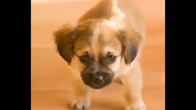 Who Let the Dogs out ? Cute and adorable puppies смотреть онлайн