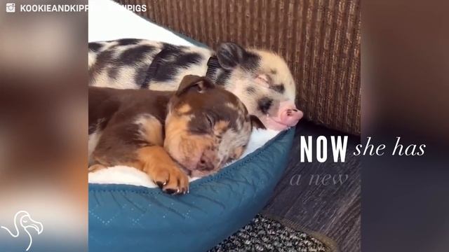 Abandoned Pig's New Best Friend Is A Puppy смотреть онлайн