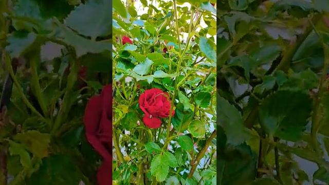 #розы #цветы #дача #красота #shorts смотреть онлайн