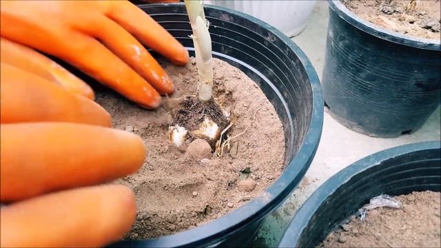 HOW TO GROW LILIUM BULB STEP BY STEP GUIDE.. смотреть онлайн