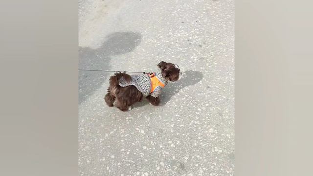 прогулки с Фунтиком 7.mp4