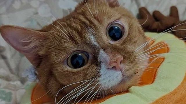 Woman Finds Cat Near Busy Street Asking for Help смотреть онлайн