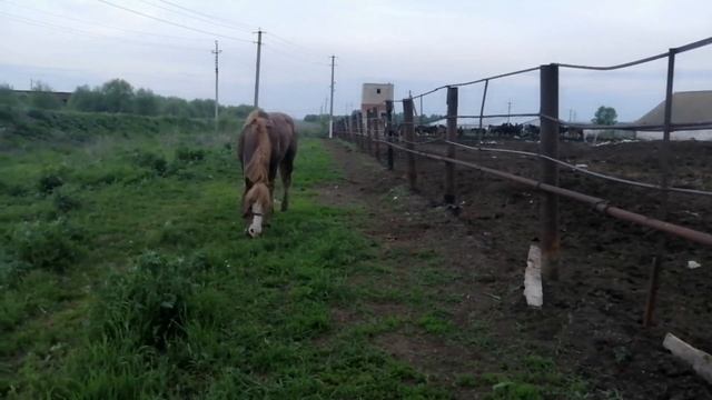 привезли жеребца тяжеловоза смотреть онлайн