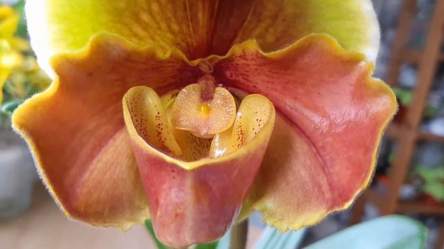 Пафіопедилуми американські гібриди. Lipperwunders смотреть онлайн