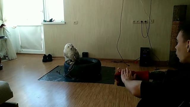 Тренировка полярной совы смотреть онлайн