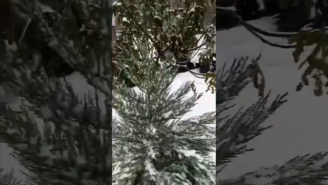 Секвойи в ожидании Нового Года. смотреть онлайн