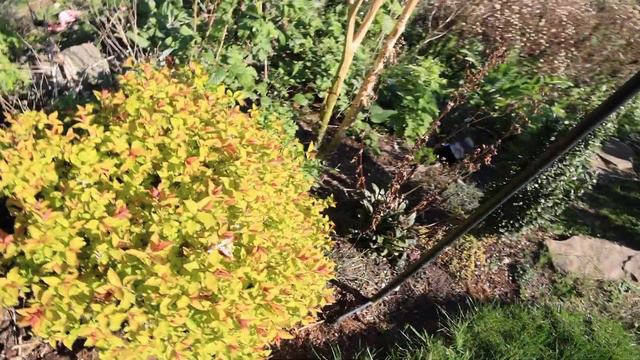 Spring Garden Tour - How are the Echium plants? смотреть онлайн