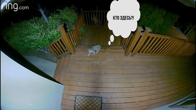 ?ДИКАЯ КОШКА С КОРОТКИМ ХВОСТОМ I BOBCAT I MOUNTAIN LION смотреть онлайн