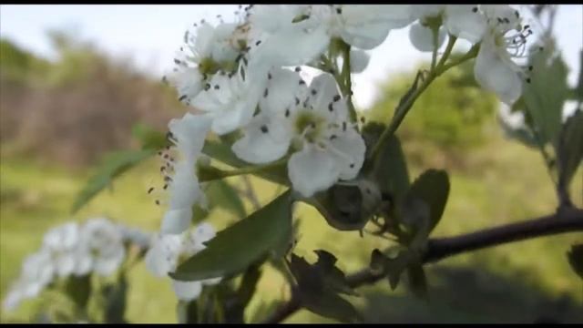 Test Video Fujifilm Finepix S3200 HD смотреть онлайн