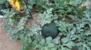 Арбузы и дыни в открытом грунте. Часть 3. (19.07.21)