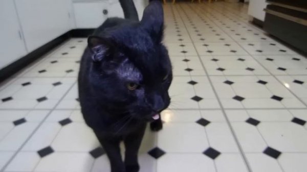 Talking Kitty Cat - (Complete Series)