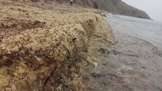 Поиск морского винограда, 27 апреля 2024 года #природа #морской виноград смотреть онлайн