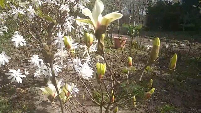 Магнолии звёздчатые в Ленинградской области! Magnolia Stellata и Magnolia Stellata 