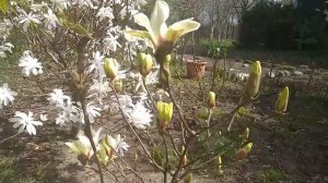 Магнолии звёздчатые в Ленинградской области! Magnolia stellata и magnolia stellata «Alixeed»