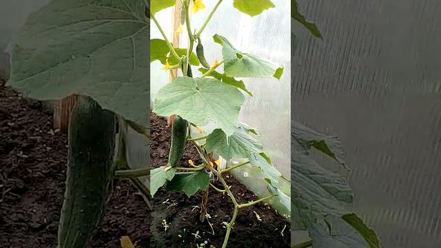 Срочно подкормите калием огурцы. смотреть онлайн