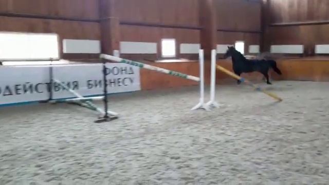 Русское конное племенное хозяйство Грабовских. Кобыла РУССКАЯ КАРИНА 4 ГОДА. 04.11 2016 г. смотреть онлайн