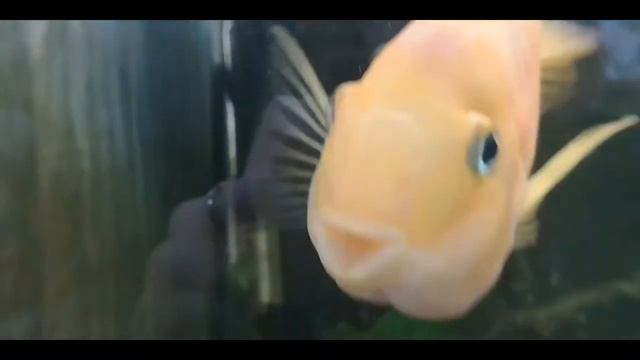 СТАНЦИЯ ЮНЫХ НАТУРАЛИСТОВ в Уральске. 5 мая 2019 г. смотреть онлайн