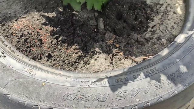 КАК ИЗБАВИТЬСЯ ОТ МУРАВЬЁВ?ВЕЛИКИЙ ВОИН!ТЕСТ НА ОТРАВУ ОТ МУРАВЬЁВ! ЧЕРЕЗ СКОЛЬКО ВРЕМЕНИ УЙДУТ смотреть онлайн
