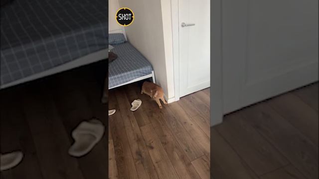 В квартире выбросившего жену и ребенка из окна москвича нашли кота. смотреть онлайн