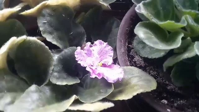 Коллекция фиалок для души??? смотреть онлайн