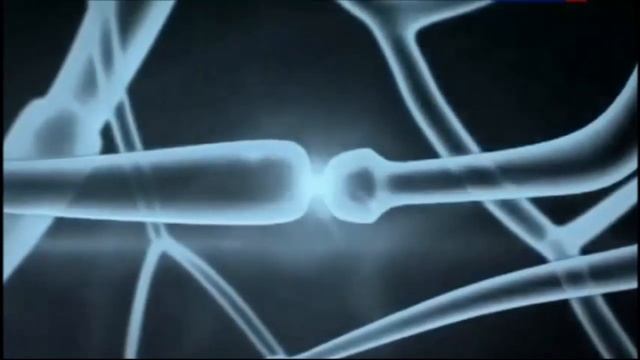 Как работает память у улитки (и у людей). смотреть онлайн