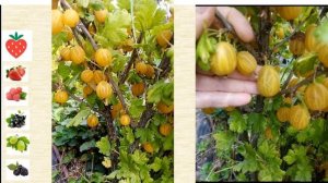 Крыжовник Голдлинг - вкусный желтый гигант.