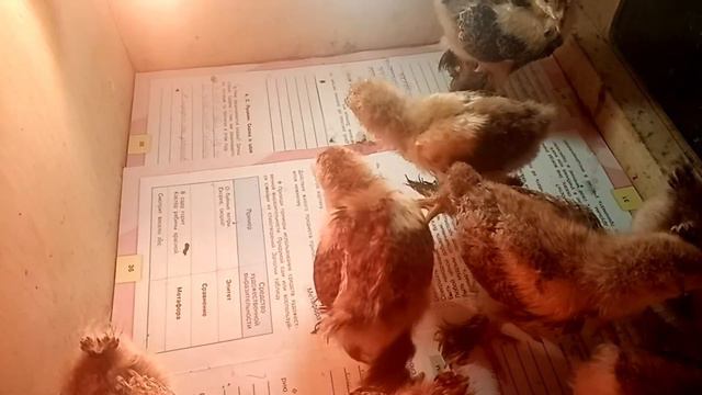 У ЦЫПЛЯТ ОПУХЛИ ГЛАЗКИ ЧТО ДЕЛАТЬ смотреть онлайн