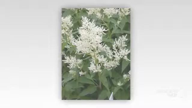 Persicaria - garden plants смотреть онлайн