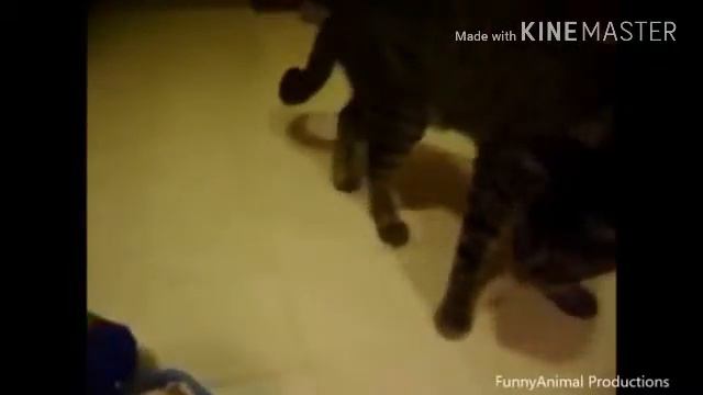 Кот боится огурца смотреть онлайн