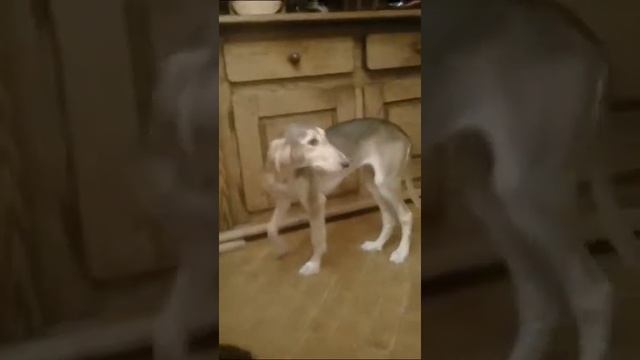 салюки1 смотреть онлайн