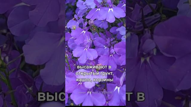 Лобелия - пышное цветение все лето смотреть онлайн
