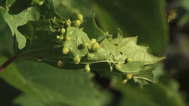 Виды виноградных клещей и методы борьбы с ними.Обработка акарицидами. смотреть онлайн