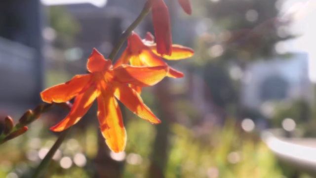 無伴奏チェロ組曲 第1番 ト長調 BWV1007 「プレリュード」（バッハ）_6月の姫檜扇水仙 / June.2018 Crocosmia from Today's Flower смотреть онлайн