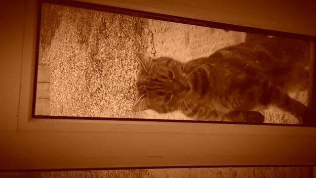 Кошка просится в дом смотреть онлайн