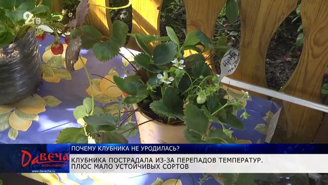 В чем причины неурожая клубники? смотреть онлайн
