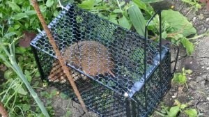 Поимка хомяка-карбыша в саду