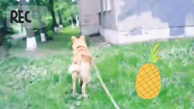 Прогулка с Бутузом. смотреть онлайн