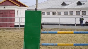 ЗАДИРИСТЫЙ | Завод имени Первой конной армии | Лошади на продажу | Будённовская порода лошадей