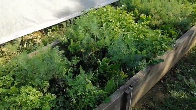 1 сотка и весь огород и нам хватает. смотреть онлайн