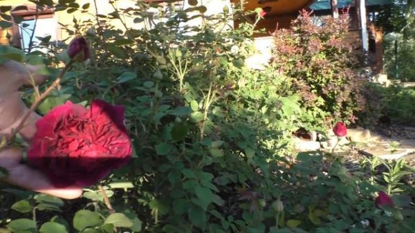 Розы Д.Остина в Сибирском саду. Первое цветение.