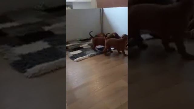 Родезийский риджбек, щенки питомника Moyo Savannah смотреть онлайн