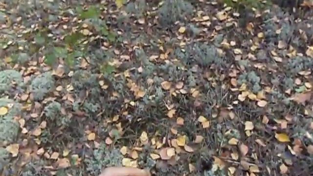 Сбор Грибов в Беларуси. смотреть онлайн