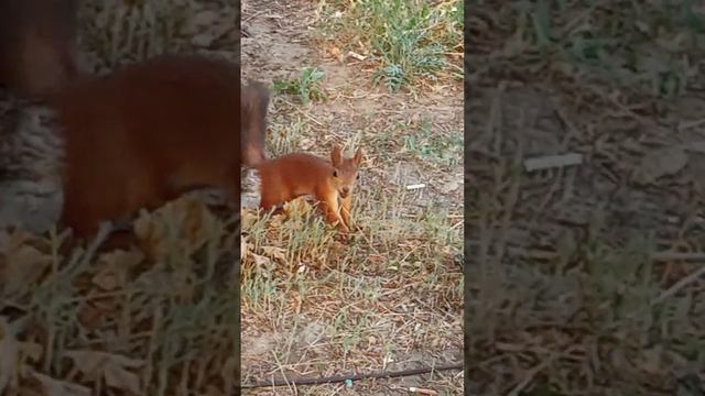 Посмотрите, зверь какой, в рыженьком пальтишке.Шишки носит день-деньской собственным детишкам! смотреть онлайн