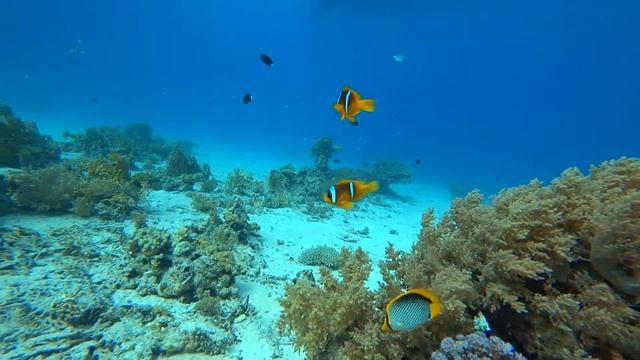 Египет 2021. Дайвинг в декабре. Рас Мохаммед Яхта. смотреть онлайн