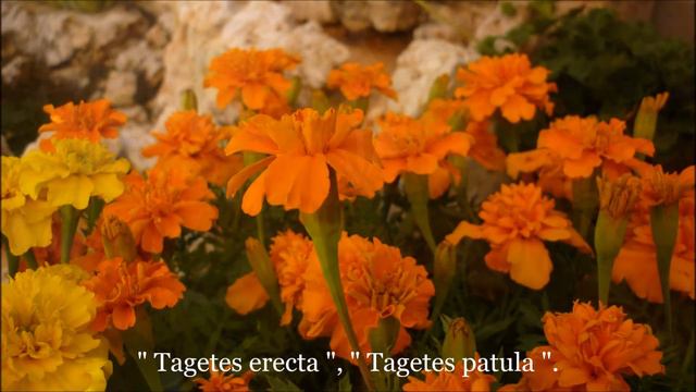 Tagetes Erecta,Tagetes Patula.  Clavel Chino. TM VIDEOS Youtube