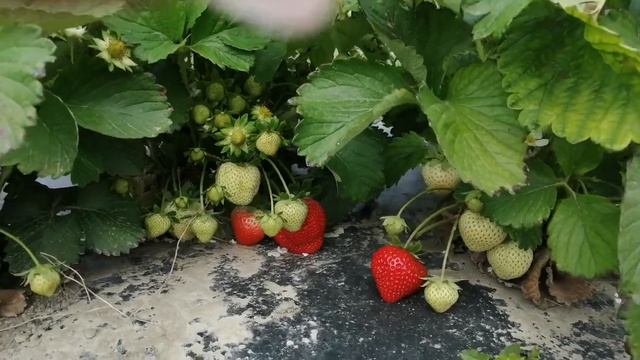 Клубника Сенсация 2021 смотреть онлайн