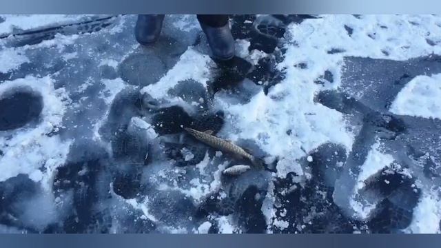 Рыбалка на жерлицы!!! Норматив по кроссфиту сдан))) смотреть онлайн